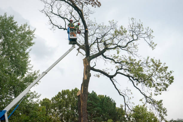 Best Tree Risk Assessment  in Shadybrook, TX