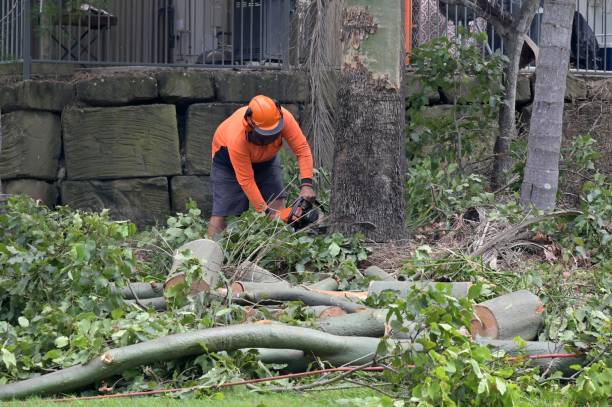 How Our Tree Care Process Works  in  Shadybrook, TX