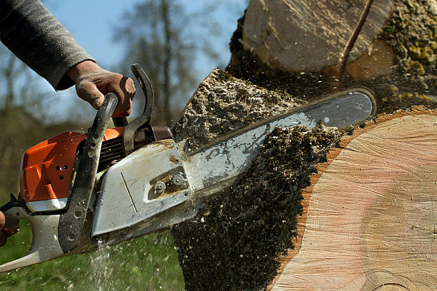Reliable Shadybrook, TX Tree Services Solutions